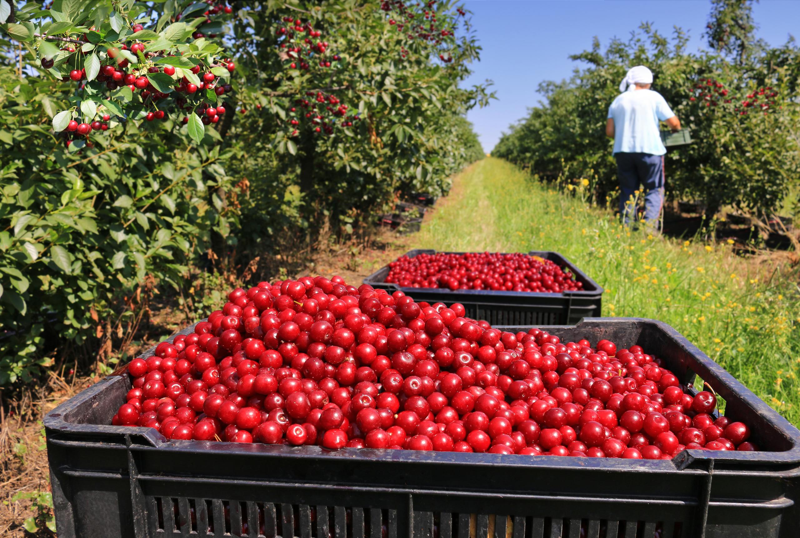 Picking Cherries In The Orchard