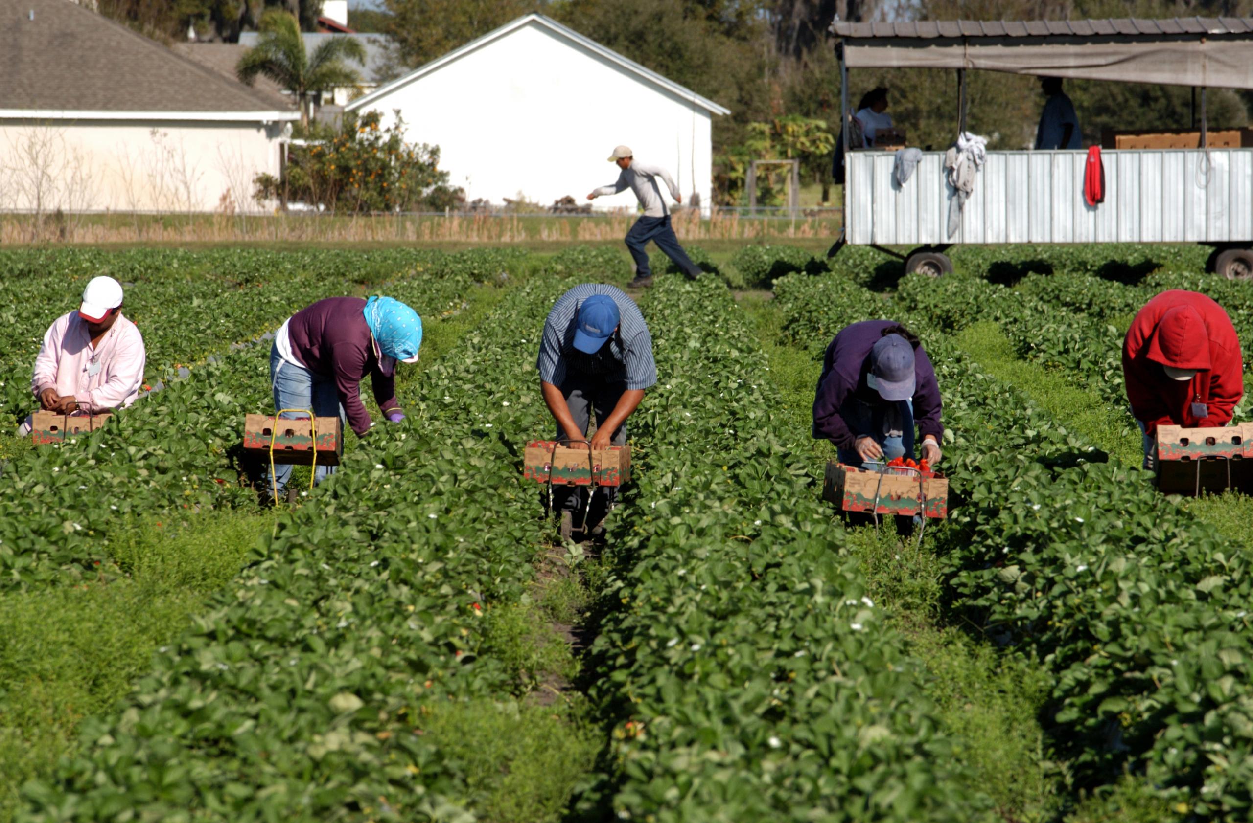 Straberry Picker Workers