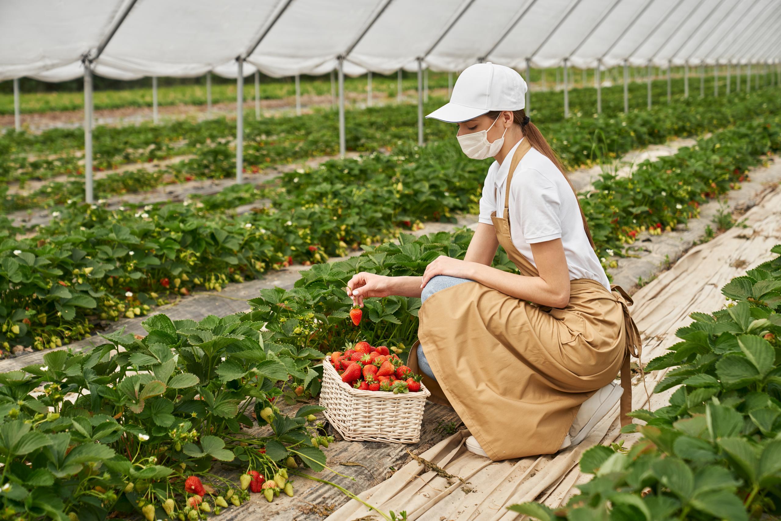 Woman In Medical Mask Harvesting Fresh Strawberries